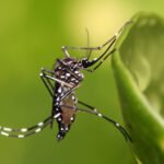 A close-up of an Aedes aegypti mosquito, the species that spreads dengue fever.