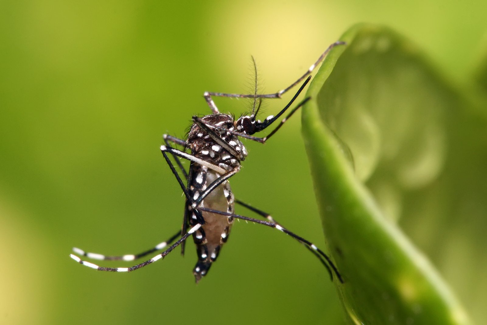 A close-up of an Aedes aegypti mosquito, the species that spreads dengue fever.